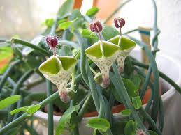Image result for Ceropegia haygarthii