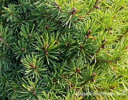 Find dwarf korean lilac (tree form) (syringa meyeri 'palibin (tree form)') in burlington waterdown dundas ontario ontario on at connon nurseries. Spruce Trees For Sale Georgia Garden Center Kinsey Family Farm