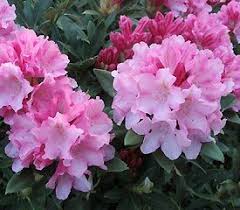 Rhododendron Pink Cherub Bloemen Tuin
