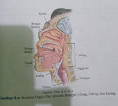 Gangguan pendengaran adalah istilah untuk semua kondisi dan penyakit yang menyebabkan terjadinya gangguan pada proses mendengar. Buatlah Skema Urutan Proses Pernapasan Pada Manusia Mulai Dari Udara Masuk Melalui Hidung Sampai Brainly Co Id