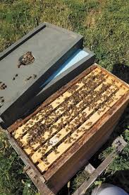 Best flowers for honey bees in ohio. Ohio Beekeeping Ohio Ag Net Ohio S Country Journal