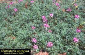 Image result for Verbena aristigera