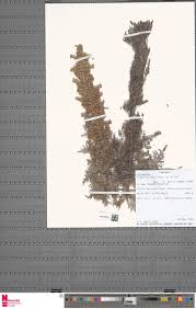 Image result for Erianthemum schelei