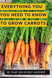 How To Grow Carrots In Your Backyard Garden Growing Carrots Growing Carrots From Seed Carrot Gardening