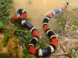 Image result for Lannea virgata