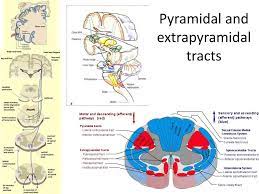 Ppt Pyramidal And Extrapyramidal Tracts Powerpoint Presentation Free Download Id 2263807