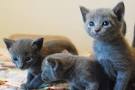 Kittens For Sale - Cat Adoption Near Me | GoKitty