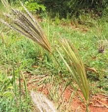 Image result for Chloris virgata