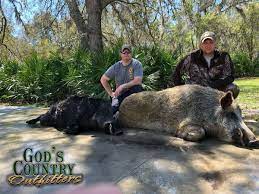 Jul 13, 2021 · free hog hunting in florida now if you want to go hog hunting for free in florida, you need to look into some wildlife management areas. Florida Hog Hunting Wild Hog Hunting Outfitter In Florida