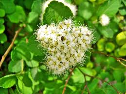 Image result for Spiraea