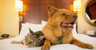 Who knew such an incredible dog daycare franchise could be built around our passion to do right by man's best friend? How To Buy A Boarding Kennel Or Doggy Daycare