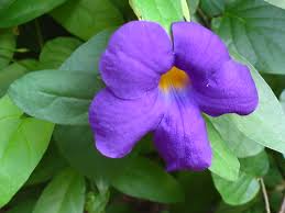 Image result for Thunbergia battiscombei