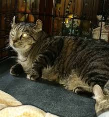 Kittens are born with small but 'normal' ears. Highland Lynx For Adoption In Raleigh Tailless Cat Rescue Facebook