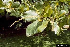 Image result for Terminalia catappa