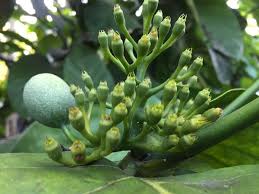 Image result for Oxyanthus speciosus