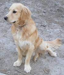 Miniature Golden Retriever Miniature Golden Retriever Information And Pictures Miniature Miniature Golden Retriever Golden Retriever Golden Retriever Breed