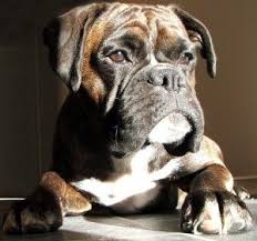 Boxers Over The Age Of 7 May Be Referred To As Silver Boxers Because Of The Silver Or Gray Hair That Often Appears On Boxer Dogs Funny Boxer Puppies Boxer Dogs