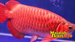 Jenis Ikan Ganas Yang Biasa Dipelihara Di 2020 Ikan Air Tawar Ikan Habitat