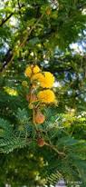 Image result for Acacia karroo