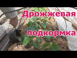 посадка и уход за огурцами в открытом грунте видео Po Svoej Prirode Drozhzhi Yavlyayutsya Odnokletochnymi Organizmami Gribami Kotorye Obladayut Bolshim Kolichestvom Poleznyh Posadka Ovoshej Ovoshnoj Ogorod Sadovodstvo