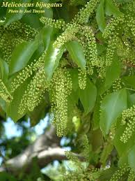 Image result for Stadmannia