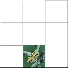She knows a lot about different plants. Scramble Squares Solutions Hints Scramble Squares