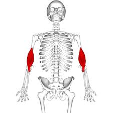 Biceps are large muscle of the upper arm is formally known as the biceps brachii muscle, and rests on top of the humerus bone. Muscles Of The Upper Arm Biceps Triceps Geeky Medics