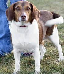 Black And Tan Beagle Mix Hi I M Sadie Mae I M A 1 Year Old Spayed Female Tricolor Tan Brown Black White Beagle Mix White Beagle Animals Cute Animals