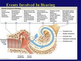 the association between tinnitus the neck and tmj