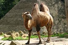 Camel Shape Jerusalem Israel 3D Fridge Magnet Travel Souvenir Gift Home  Kitchen Decoration Magnetic Sticker, Jerusalem Israel Refrigerator Magnet  Collection : Amazon.Co.Uk: Home & Kitchen