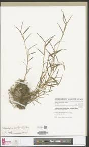 Image result for Schizachyrium brevifolium