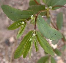 Image result for Euphorbia hyssopifolia