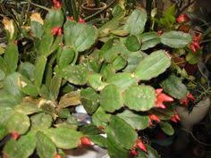 If what appear to be snippets of cotton wool are dotting your christmas cactus leaves or are nesting in their branch crotches, your plant has a mealybug infestation. 38 House Plants Ideas In 2021 Plants House Plants Planting Flowers