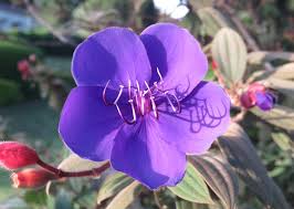 Maybe you would like to learn more about one of these? 50 Flowers That Bloom In Winter Stacker
