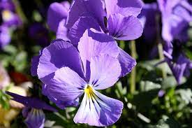 Blooms are dark or light pink, or white. Top 10 Perennials To Grow In Colorado Gulley Greenhouse