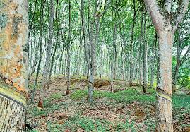 Contdict.com > indonesian english online translator. Hevea Brasiliensis Monaco Nature Encyclopedia