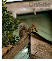 Just knowing the lines of communication are open between an employee and their manager helps tremendously. Your Local Pest Control Experts In Vancouver Onsite Pest Control