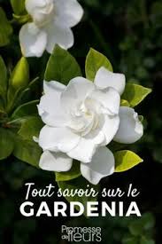 Le seringat est un arbuste à fleurs blanches qui diffuse un parfum enivrant aux arômes d'oranger avec. 7 Idees De Fleurs Odorantes Fleurs Odorantes Fleurs Planter Des Fleurs