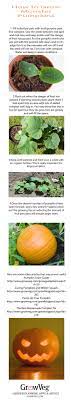 How To Grow The Biggest Monster Pumpkins If You Click Through You Ll Just See A Pic Of This Info Which Is Gr Veggie Garden Growing Vegetables Growing Food