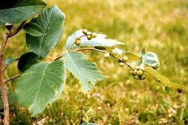 Image result for Bridelia ripicola