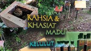 Melancarkan peredaran darah dalam tubuh. 015 Apakah Rahsia Khasiat Madu Kelulut Youtube