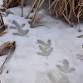 Tracking Mammals in Winter event image
