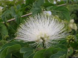 Image result for Calliandra haematocephala