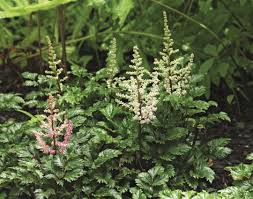 Our plant delivery is quick and easy and perfect for any occasion. 12 Brilliant Astilbes Finegardening