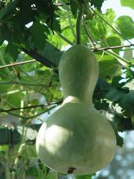 Image result for Lagenaria abyssinica