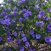 30 fantastic garden flowers for bees. 1