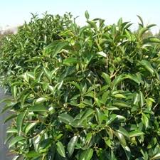 Image result for Ficus obliqua