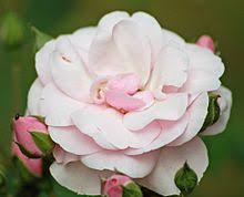 Type (n) into the search box to filter the new items. Floribunda Rose Wikipedia