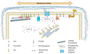 Check spelling or type a new query. Plants Free Full Text The Plasma Membrane An Integrating Compartment For Mechano Signaling Html