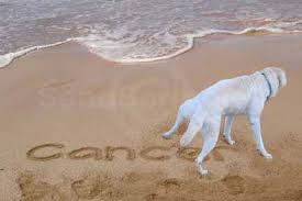 If there is anything that breaks my heart, it is seeing the absolute most innocent of those we love. Peaceful Endings For Pets When Do I Euthanize My Pet With Cancer At Home Pet Euthanasia Hospice Chicago Suburbs